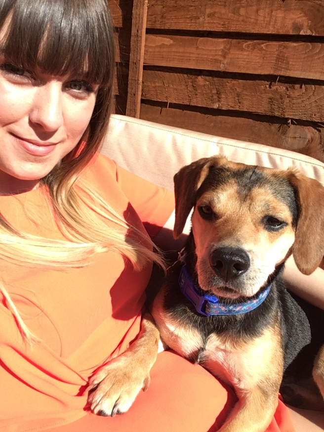 Beagle-Dog-Rescue-Adopt-Dogs-Trust-Darlington