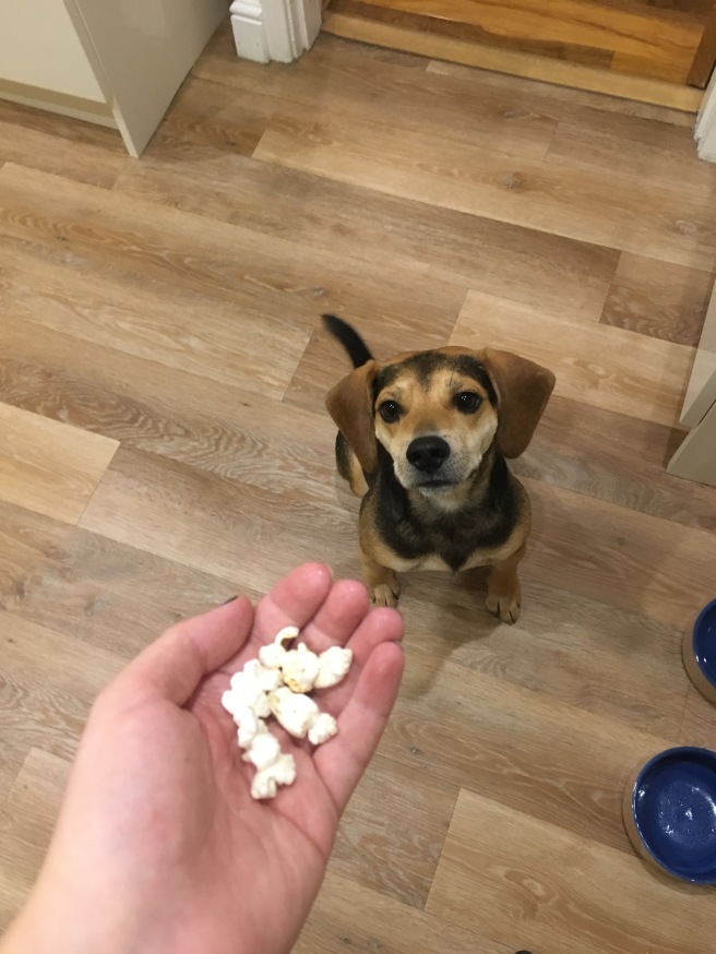 Dog-Barn-St-Helens-Merseyside-Popcorn-Fidget-Beagle-Terrier-Rescue