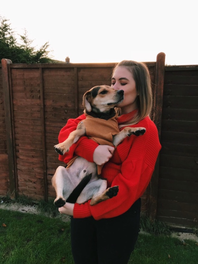 Fidget-Beagle-Dogs-Trust-Dog-Blog-Blogger